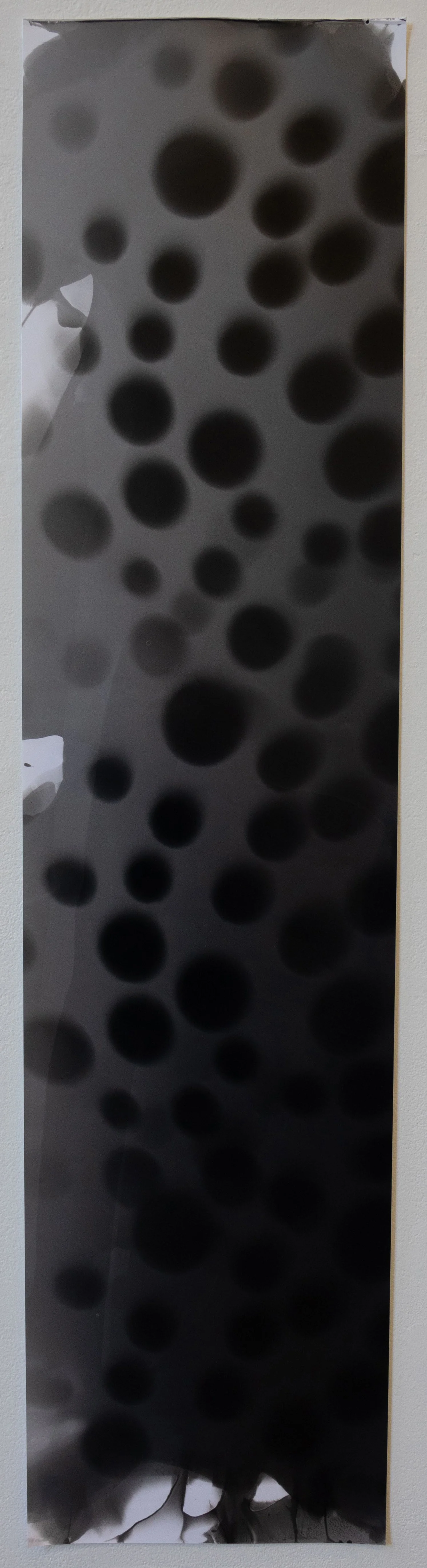 (Stage light exposure) 42" x 10"