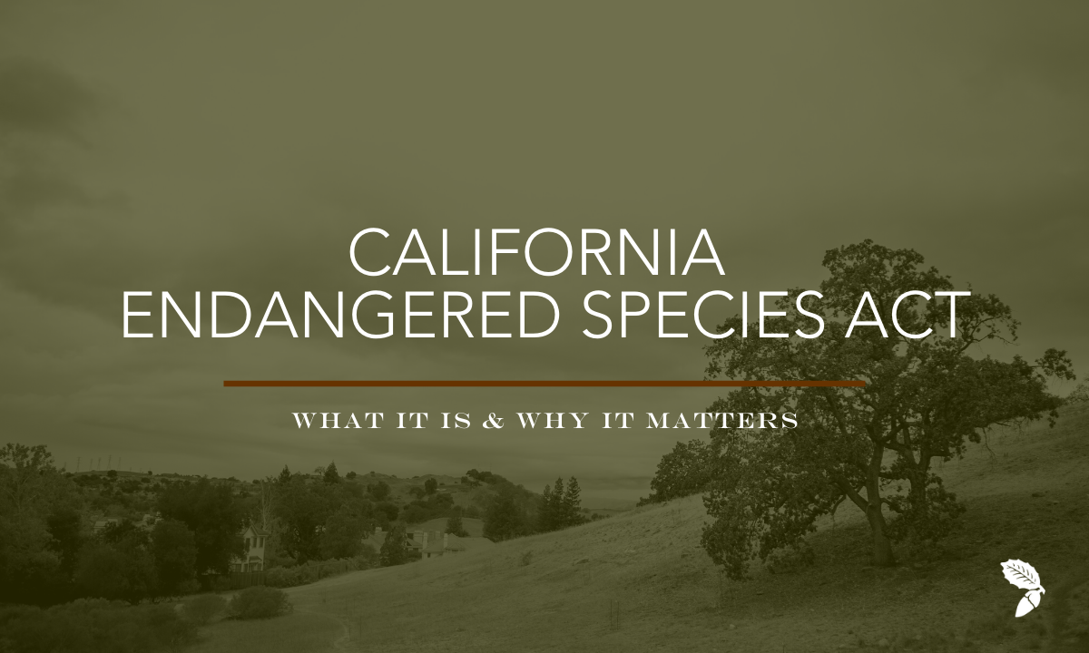 California Endangered Species Act (CESA): What It Is &amp; Why it Matters