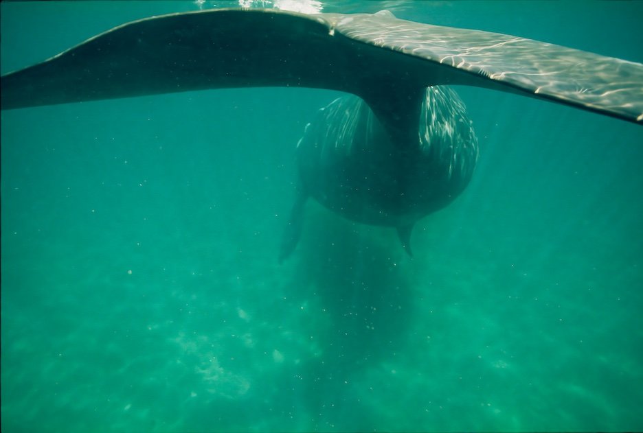 WhaleTail_D.jpeg