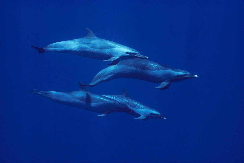 Dolphins_D.jpeg