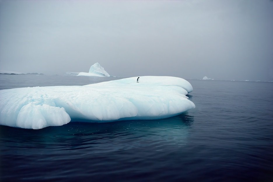 IcebergPenguin_D.jpeg