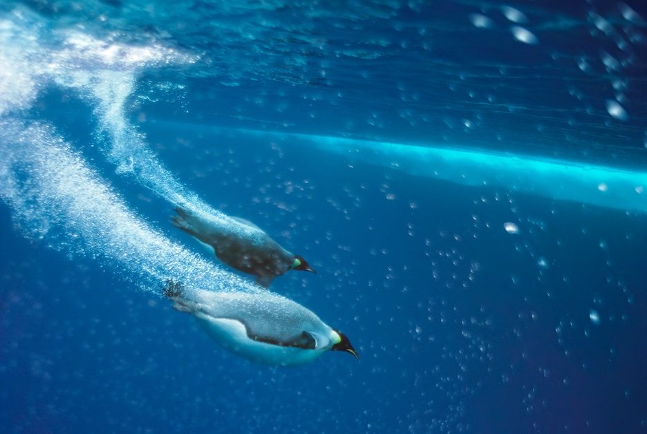 EmporerPenguins_D.jpeg