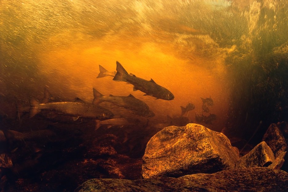 Salmon_D.jpeg