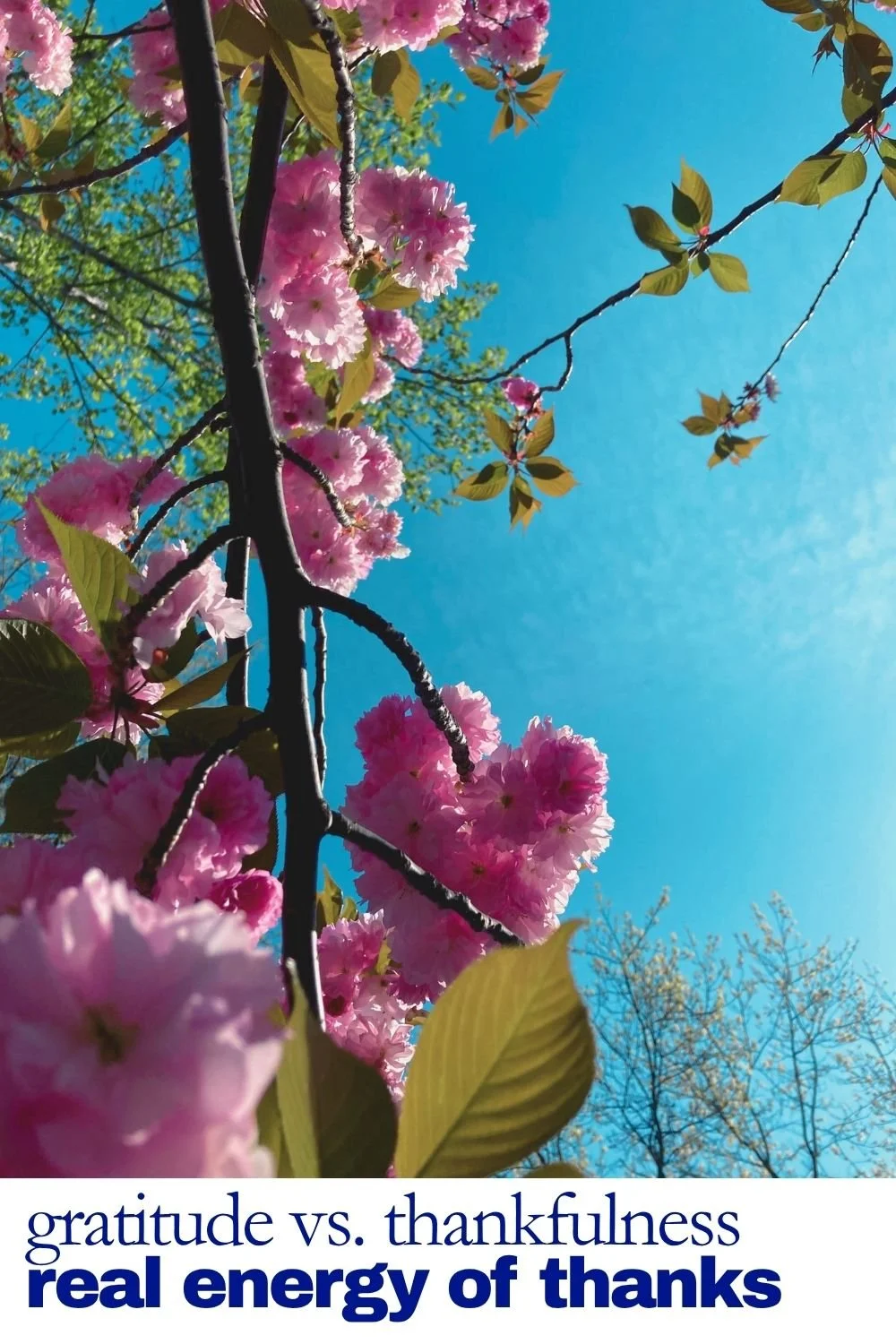 Need Momentum in Your Manifestations? Use The Real Energy of Thankfulness.