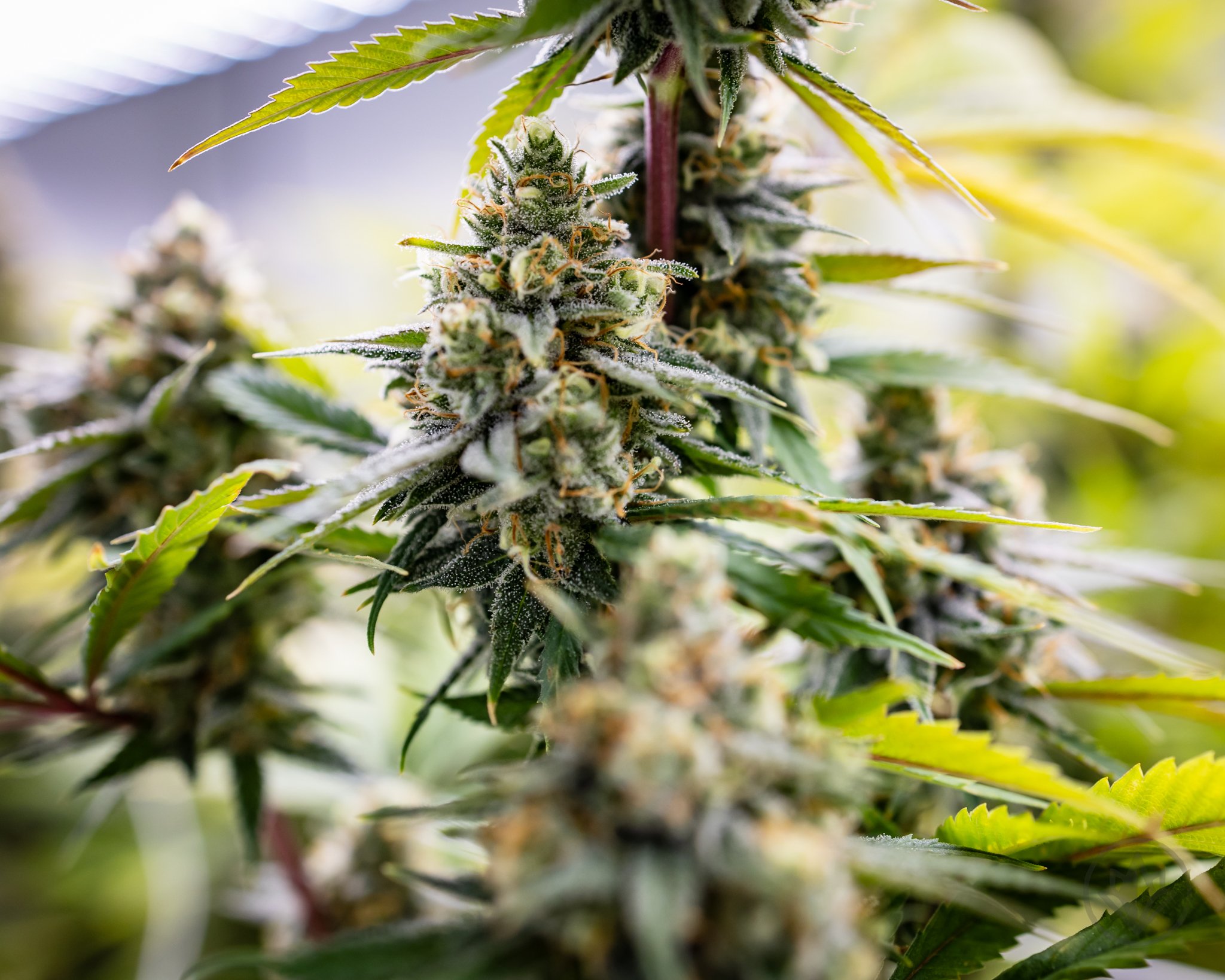 Chocolope-4.jpg