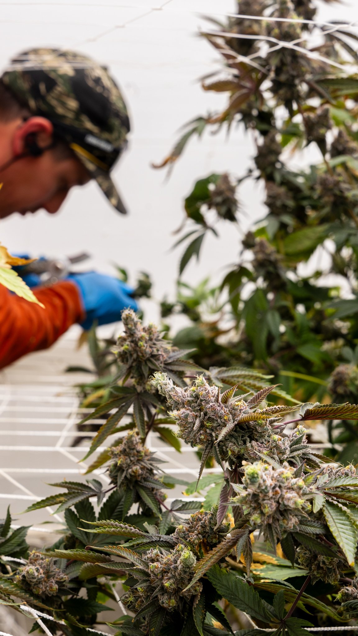 Harvesting High Brix