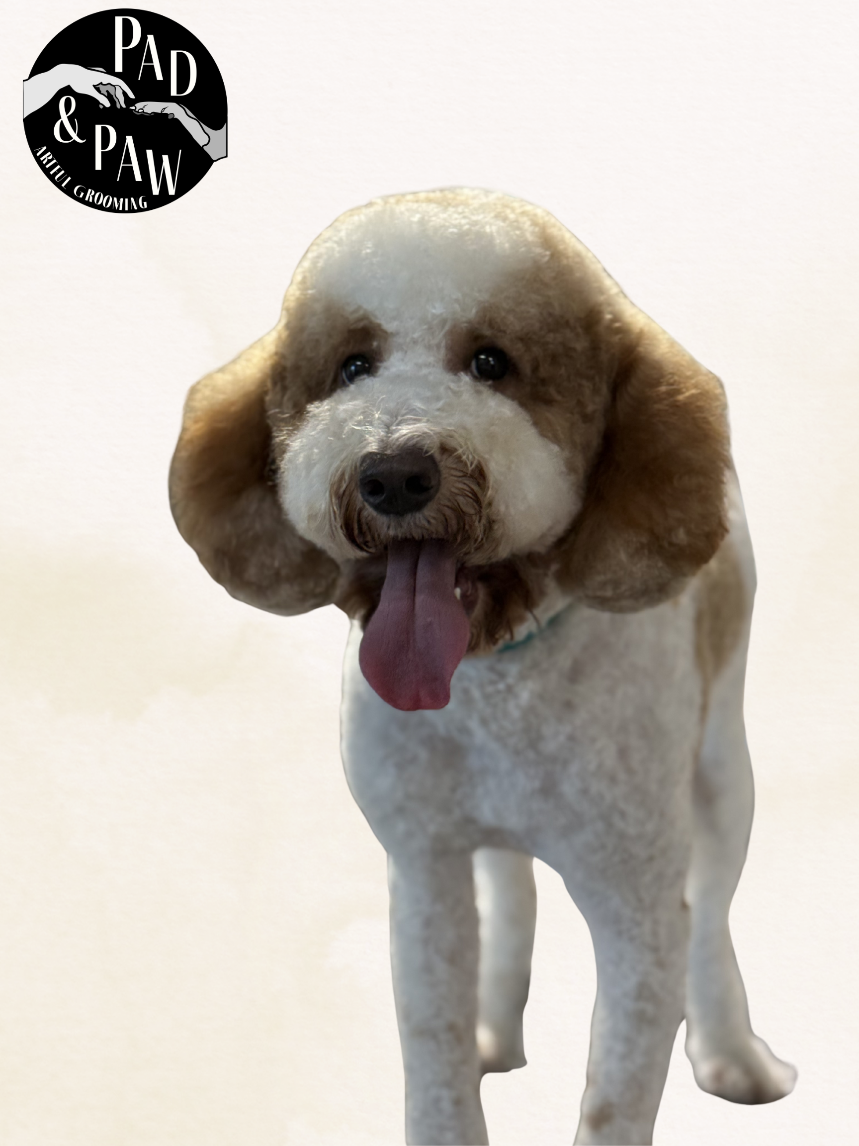 Untitled design - 13.png