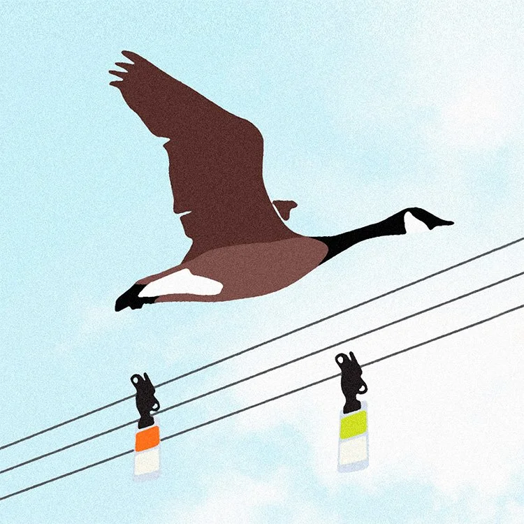 migrationdesign_bird_diverters.jpg