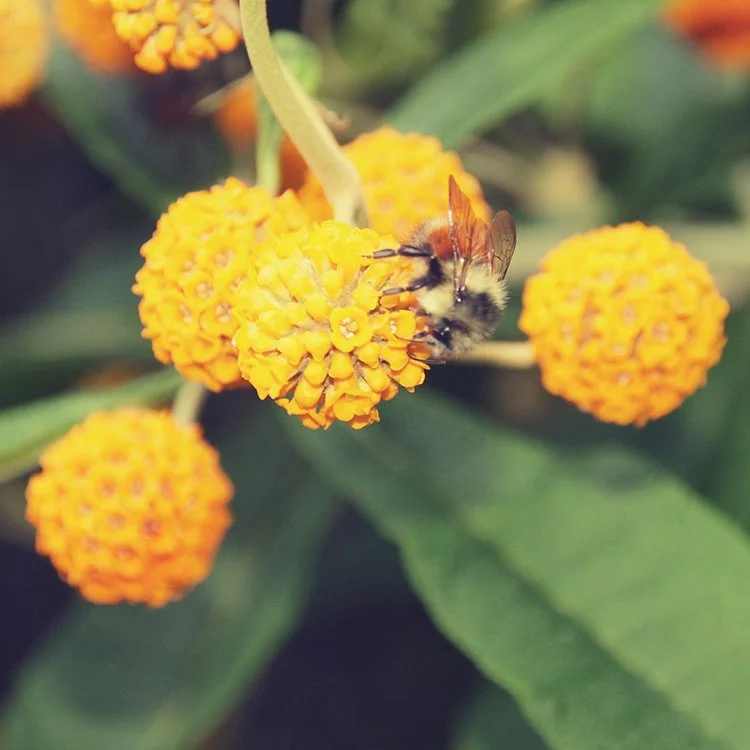ruralpacific_buddleja_globosa_01.jpg