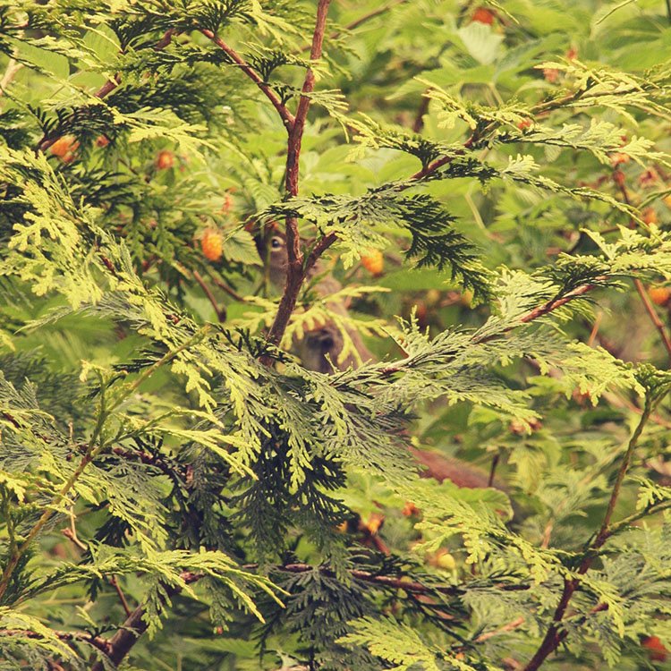 ruralpacific_douglas_squirrel_01.jpg
