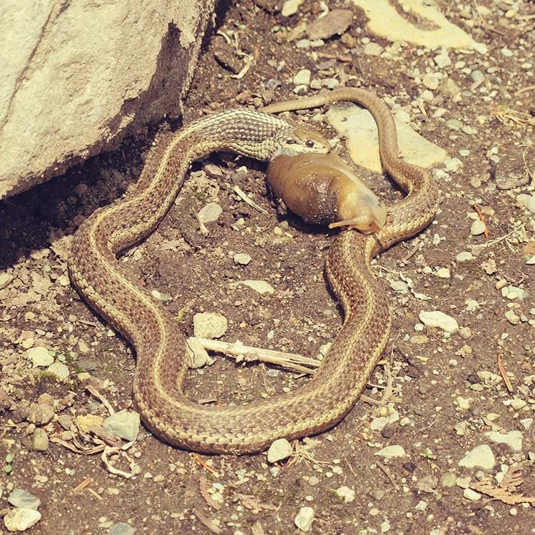 ruralpacific_garter_snake_01.jpg