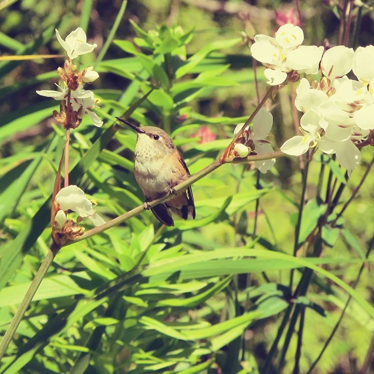 ruralpacific_hummingbird_01.jpg
