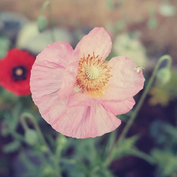ruralpacific_poppies_01.jpg