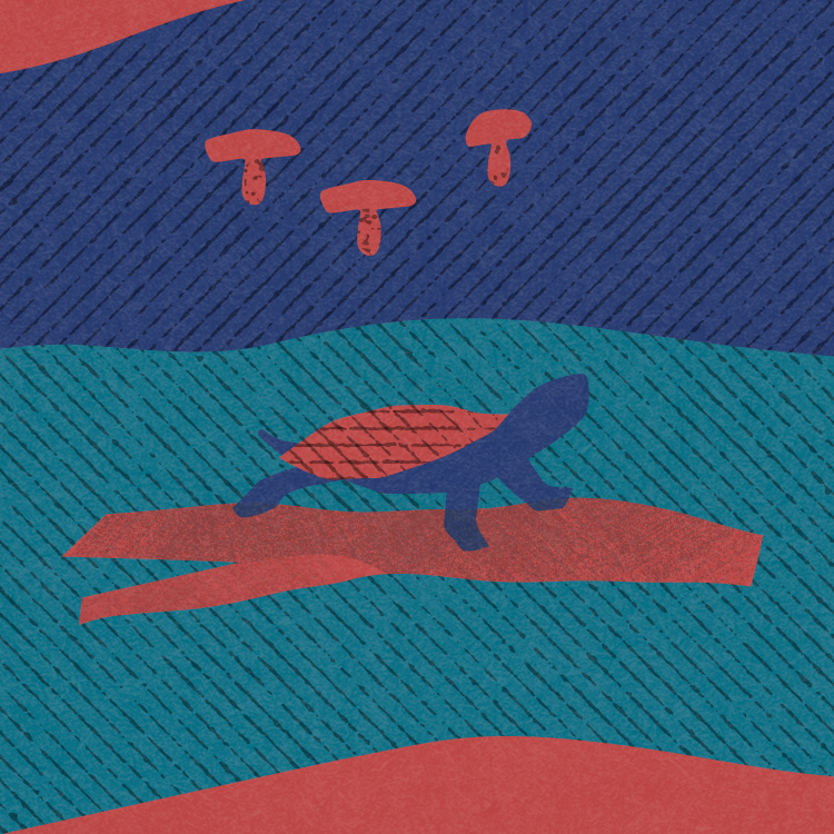 migrationdesign_d.talks_turtle.png