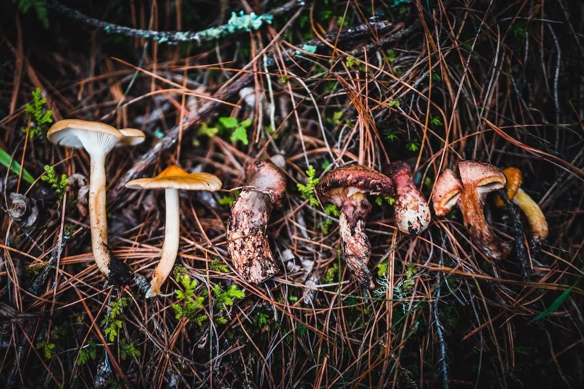 The Washington Post: In shadow of giant mountains, they explore vital world of mushrooms