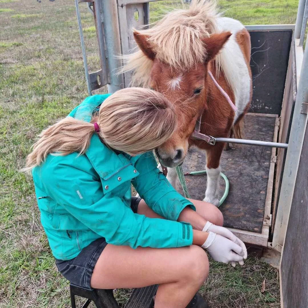 Equine Vet, Mobile Horse Vet Cape Equine Veterinary Services