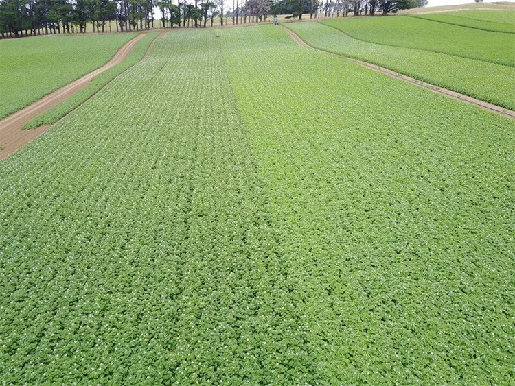 Login Seed Potatoes Victoria Inc Representing Certified Seed 