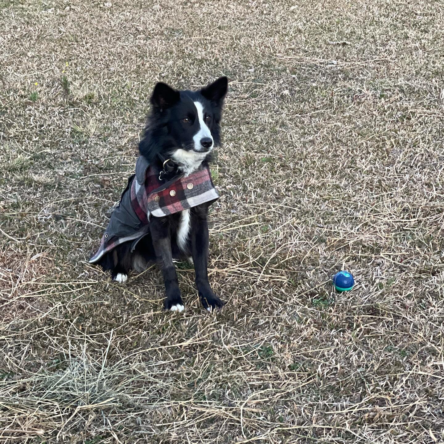 Polly adventures. Please may it rain. 🤞🏽🌱

#bordercollie #dogsofinstagram #rainplease #dog #Gloucester