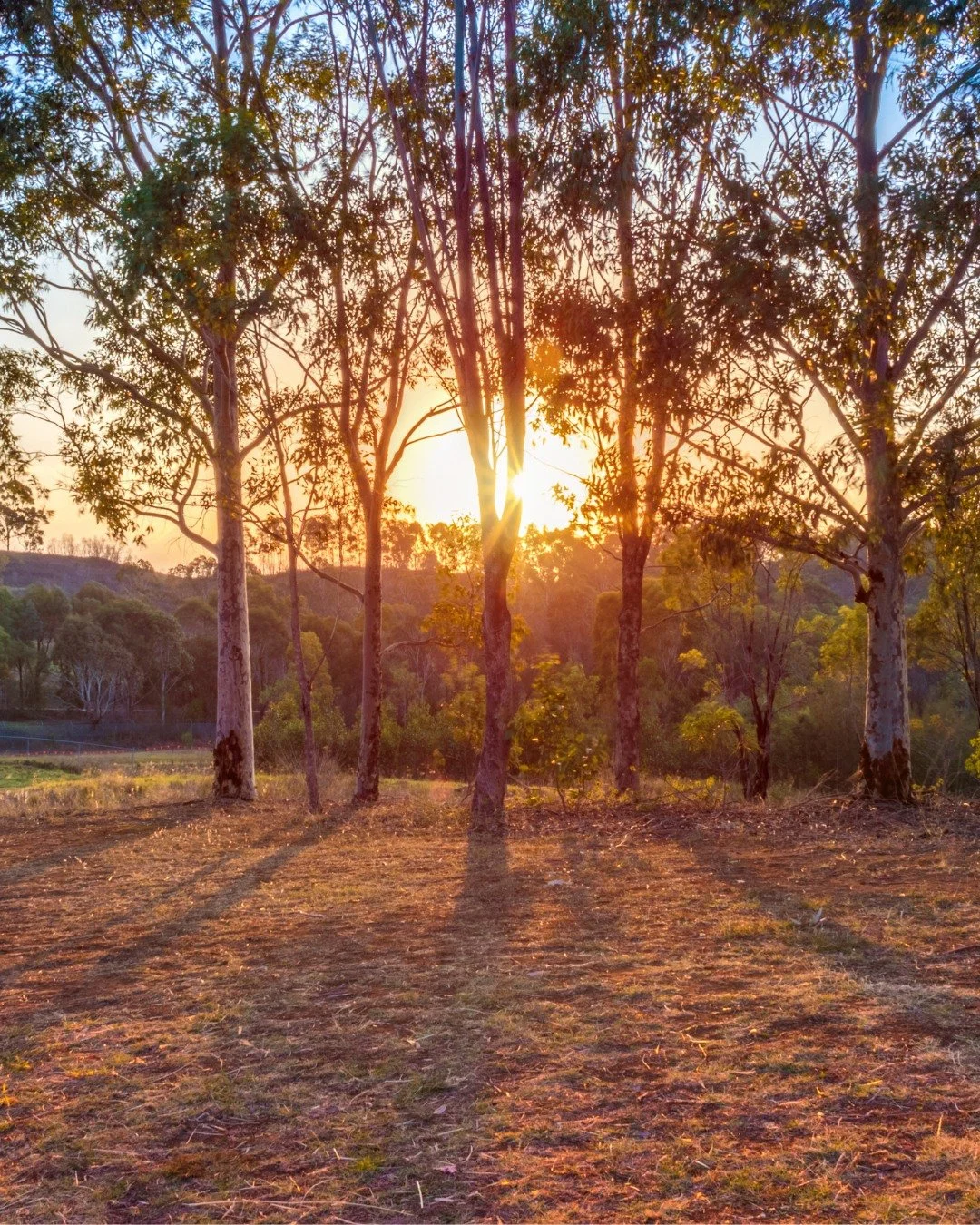 January 26.

For some, today is a day of celebration. For many others, it is a day of mourning and survival.

As I wrote in Australia&rsquo;s Agricultural Identity, when we look at the "long story" of this continent, a story that stretches 