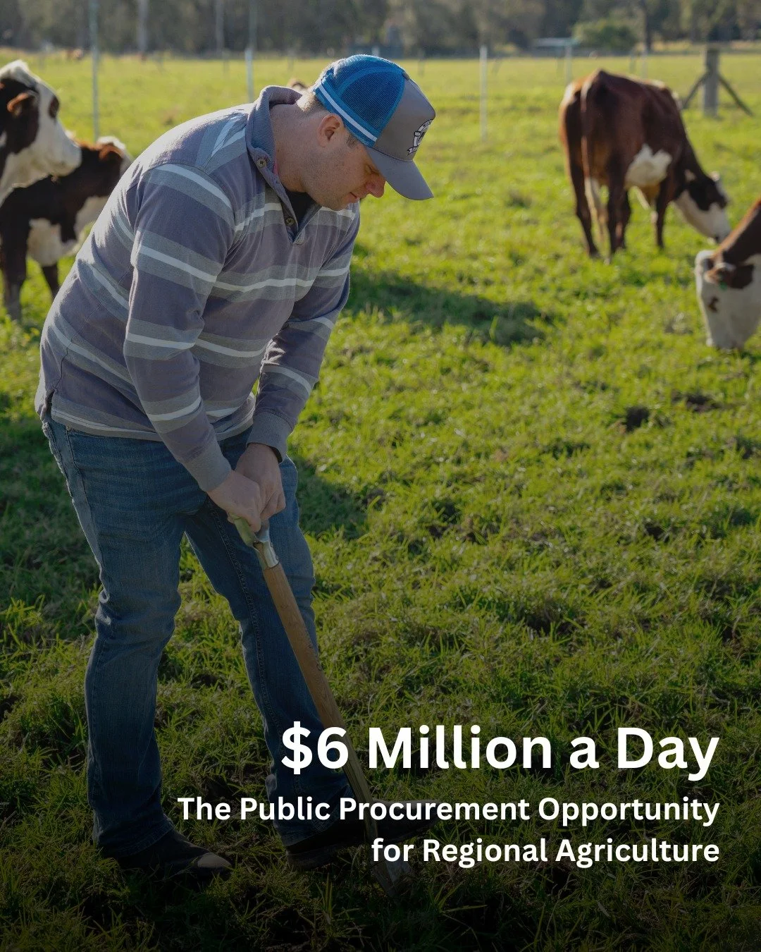 The shift in government food procurement policy has the potential to redirect up to $6 million a day towards local food supply chains.

The newly released 'Transforming the Public Plate' report by @goodfoodpurchasingaustralia outlines the economic im