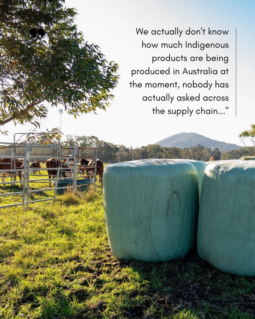 Establishing robust local food systems requires a clear understanding of our existing agricultural capacity.

As I discussed in @thelandnews this week regarding the 'Transforming the Public Plate' report, a major barrier for First Nations agribusines