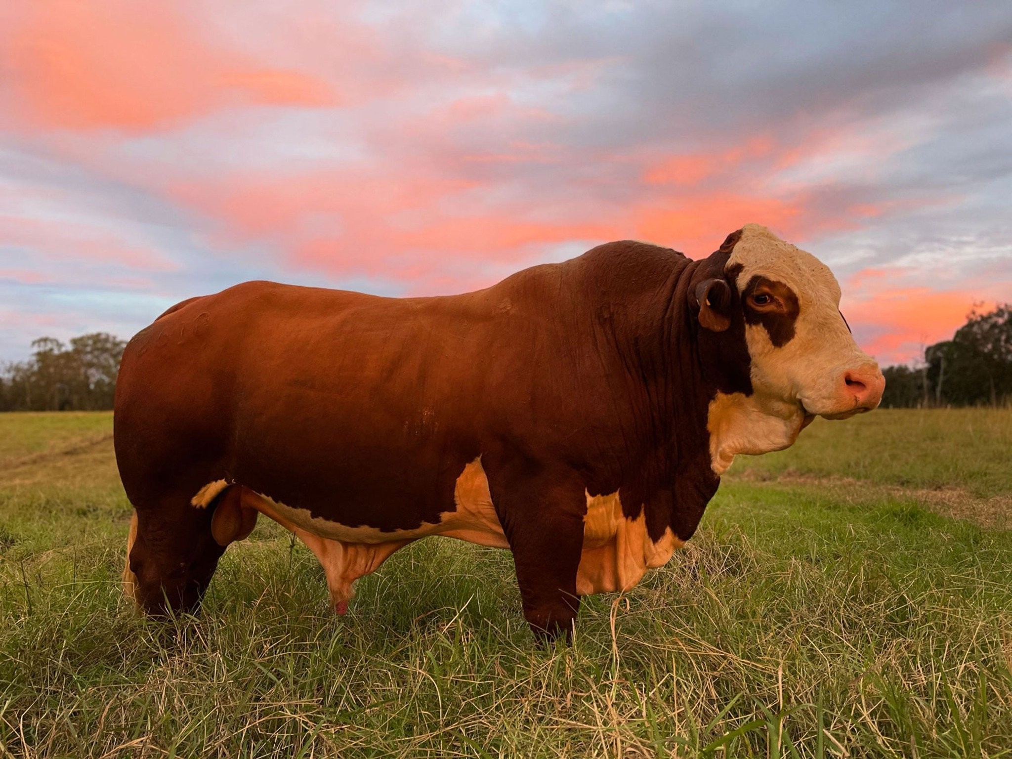 I have been thinking back to an article I wrote for @sustainable.table  a few years ago about the stories we tell in Australian farming.

Our agricultural identity is often built on the idea of ownership and fences. But when we disconnect the land fr