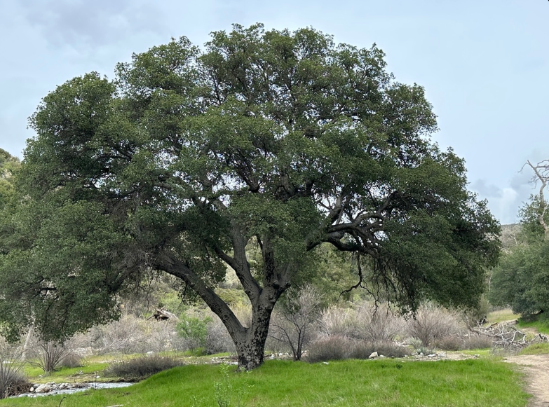 Do Trees Die of Old Age? What Southern California Homeowners Should Know