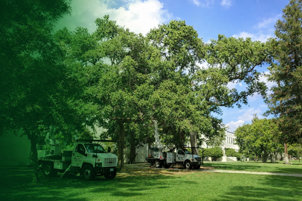 Tree Removal & Tree Care Inland Empire | California Arbor Care