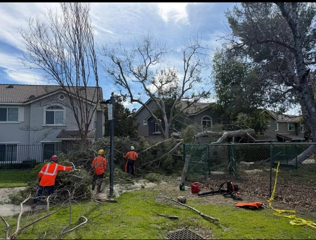 Emergency Storm Response and Tree Removal at a Rancho Cucamonga School