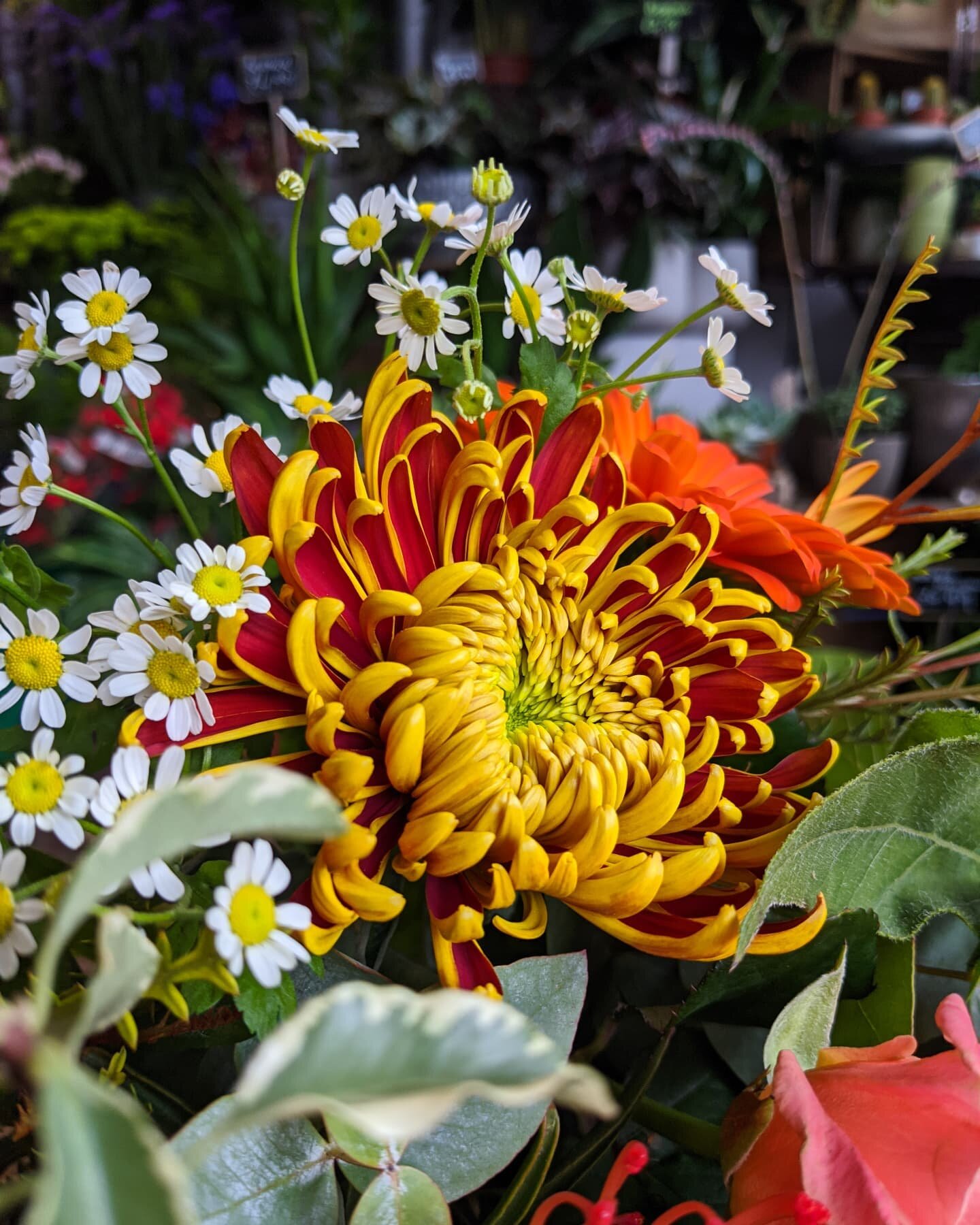 November has landed and boy can we tell! Thicker coats, steamy glasses and bronze bouquets.

Although the darker evenings are drawing in we are still open as usual until 5pm (4:30pm on Saturdays in St Leonard's). The darker days can be a tough transi