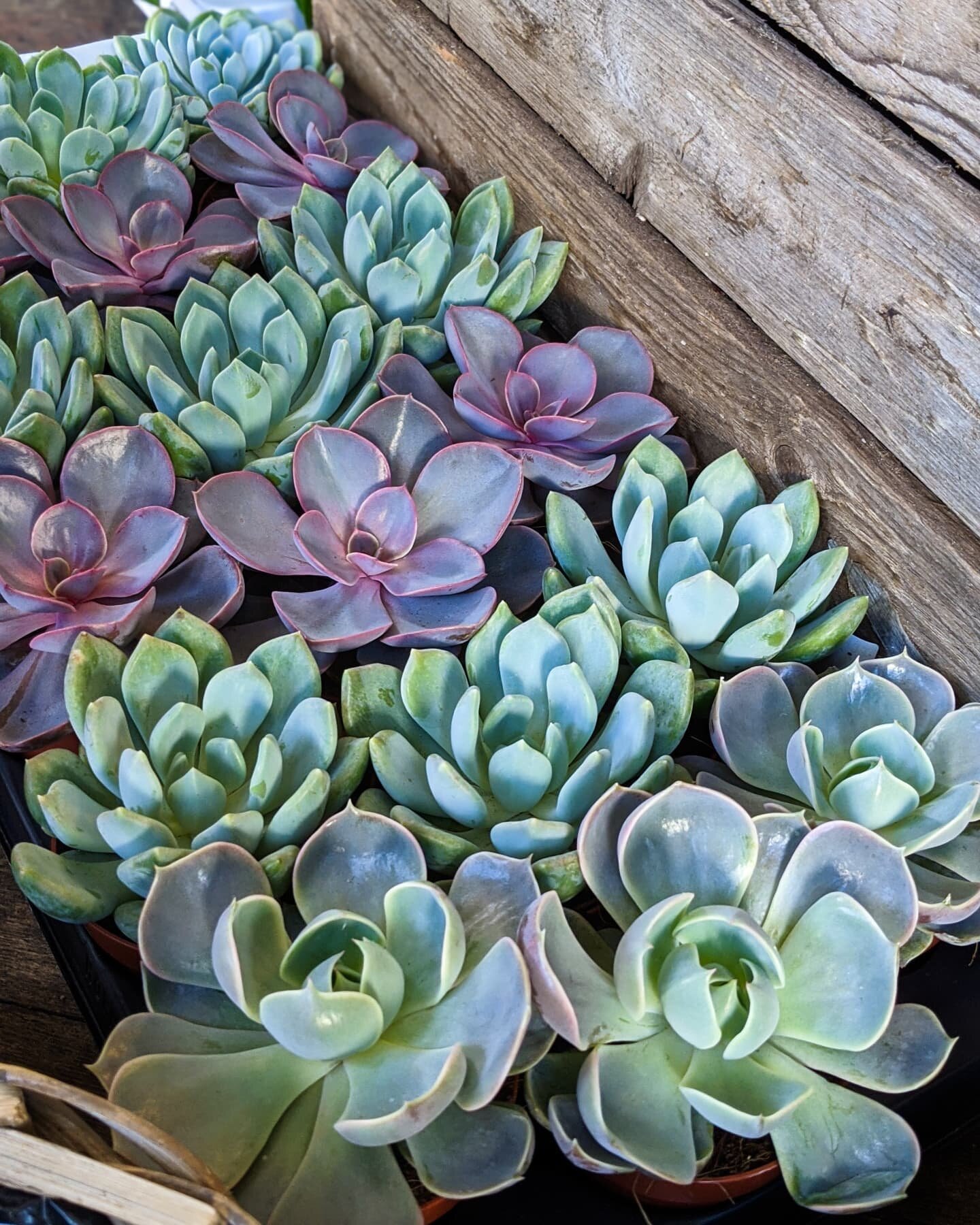 Plant spotlight, vol. 2! Grab refreshments, it's another long one! 

The focus this week is on the trusty Succulent. A notoriously easy house plant to keep, yet somehow they are one of the plants we hear of being killed off most frequently! 

You oft