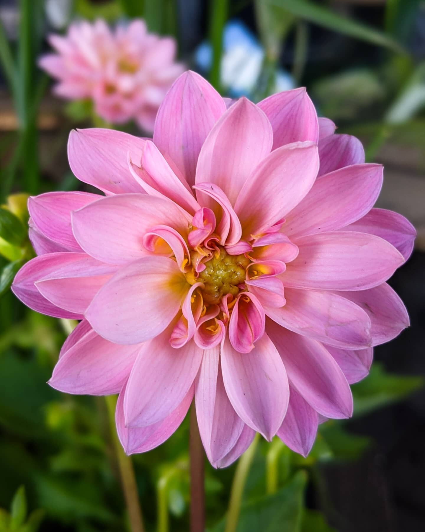These Dahlias are the most amazing contrast to todays grey skies! I always find myself scrolling back through our feed and photos from work on grey days, we're so lucky that our shop is always full of colour! Despite the business and the organised ch