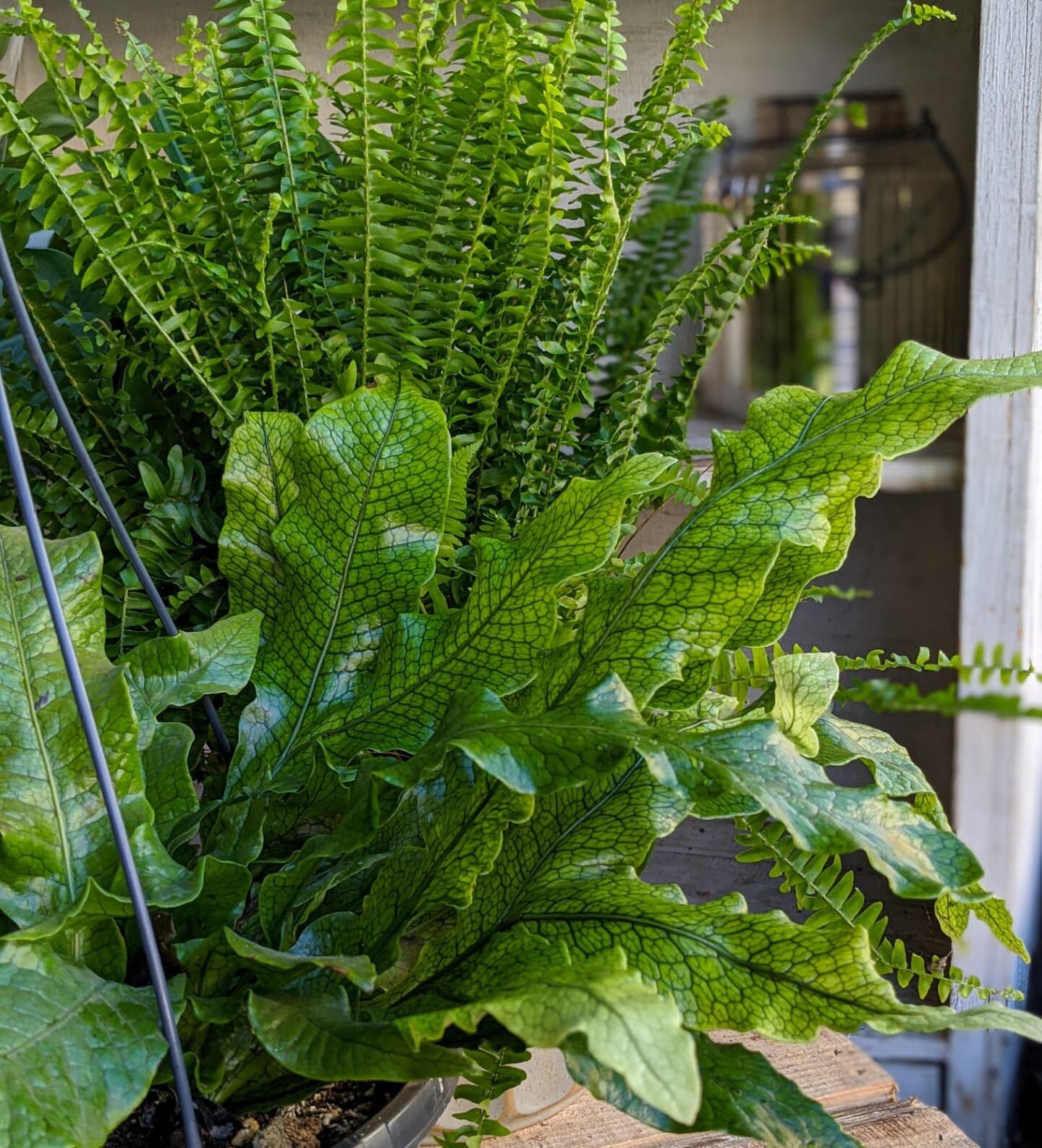 A Boston Fern and a Crocodile Fern walk into a bar... 

Ok that's as far as I've got, but I feel like that joke has potential! Just me? Ok, I'll stop. 

Really though, these two make such an amazing pair! I think the Boston Fern is the absolute arche
