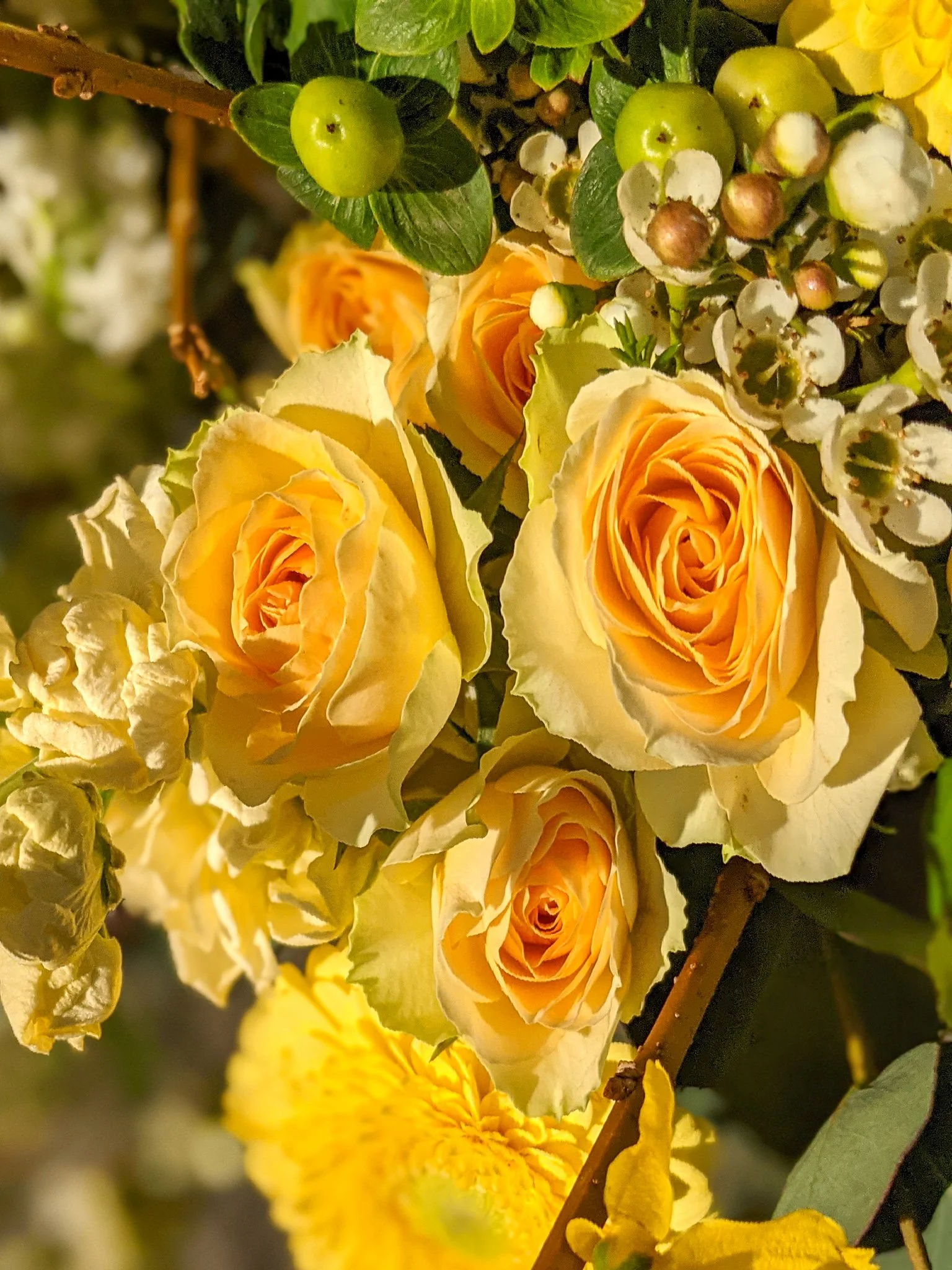 Golden yellow roses