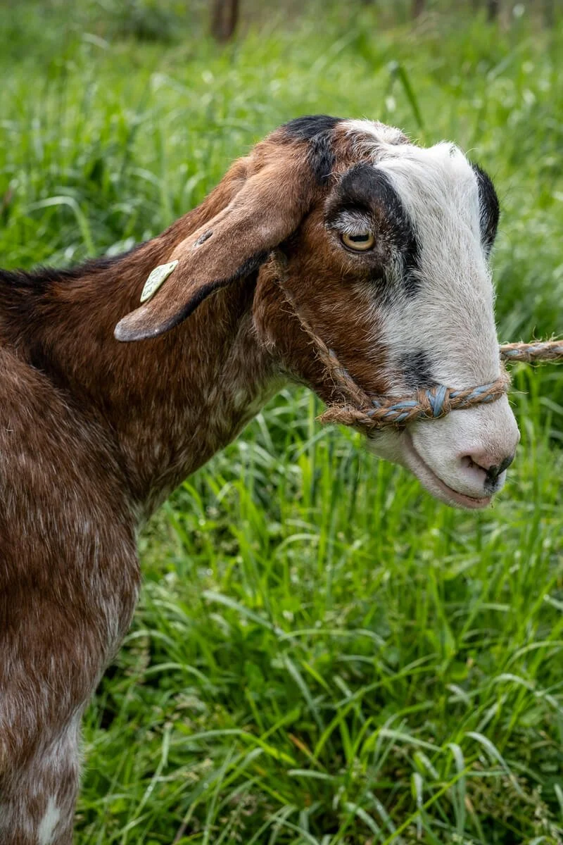 Geitenras (12 van 28).jpg