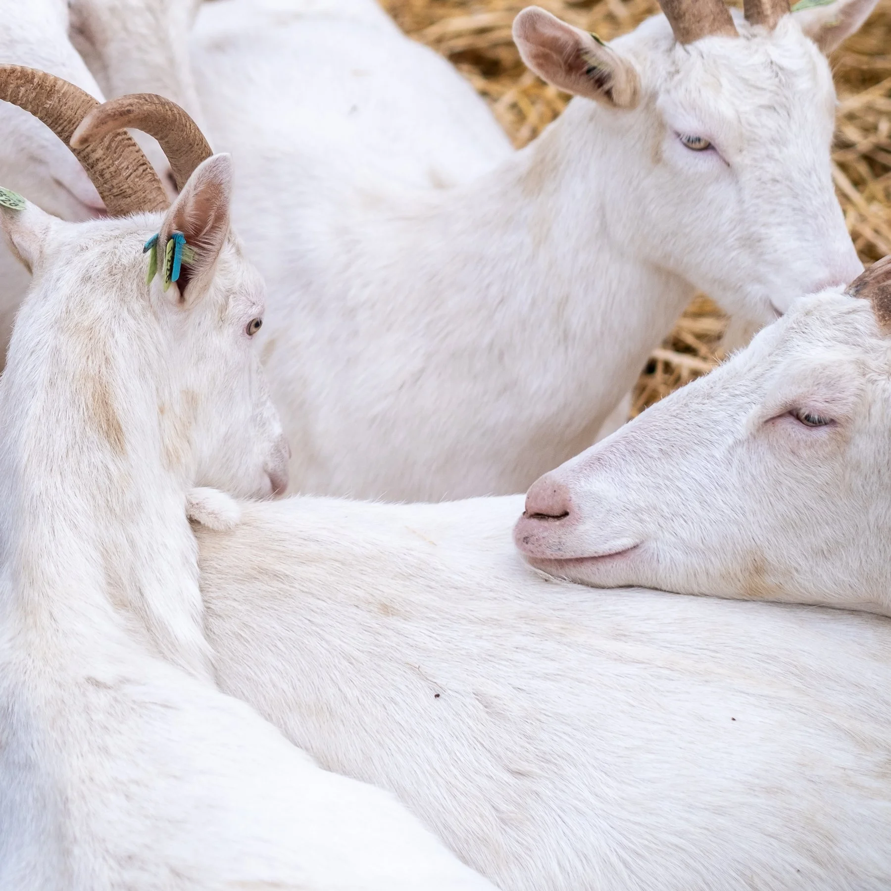 👀 Moeilijk te zien waar de ene geit begint en de andere eindigt &hellip; Maar gezelligheid troef 🐐🤍 #karditselboerderij