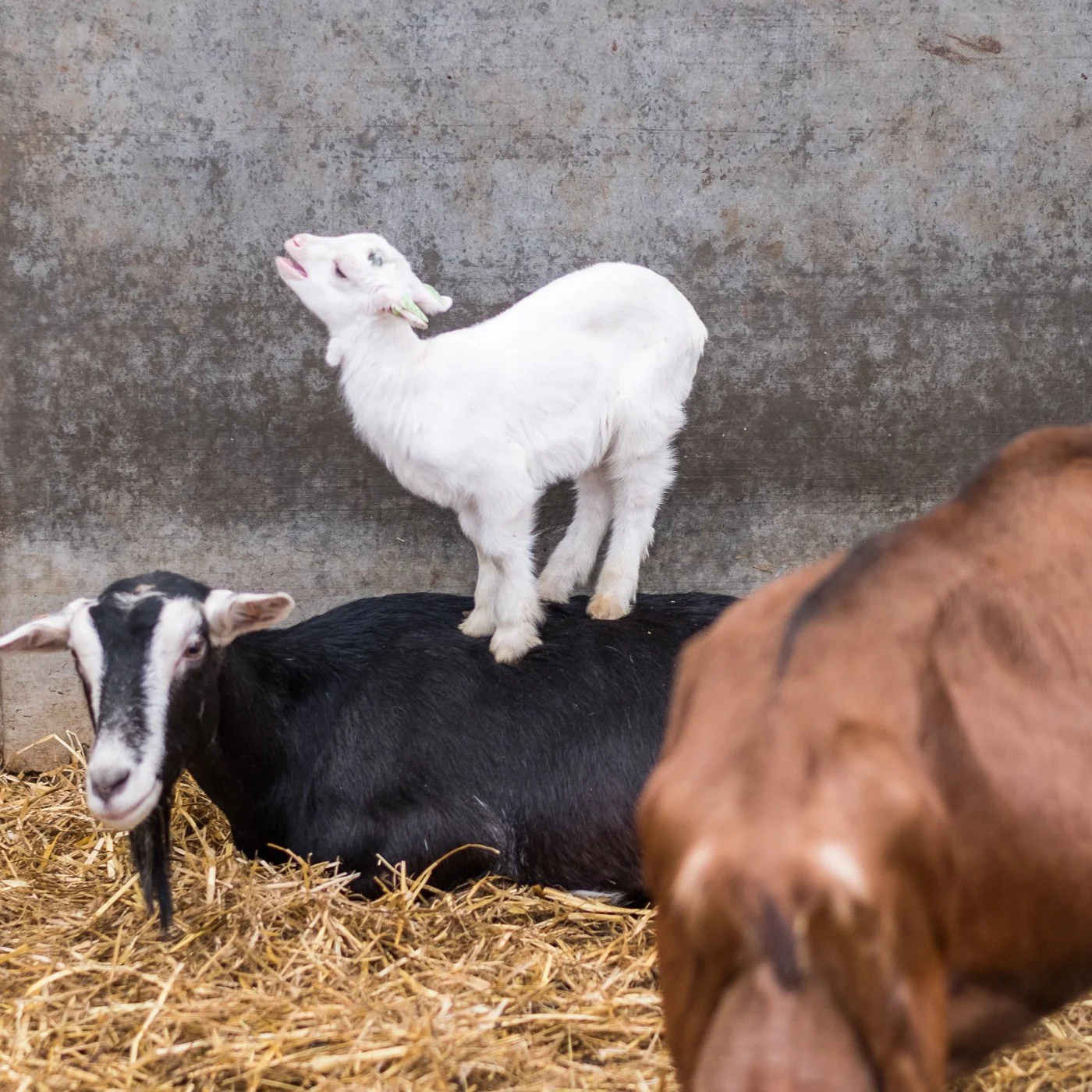 📣 Voor de planners onder jullie: we kondigen met plezier aan dat onze jaarlijkse lammetjesdag zal plaatsvinden op zondag 31 mei van 13:00 tot 18:00! 🐐✨ #Savethedate