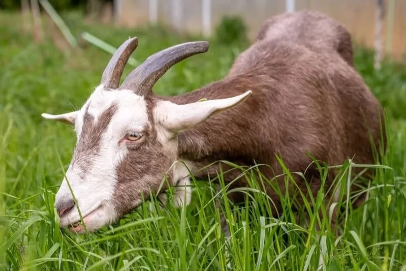 Kom meer te weten over onze geitenkudde: een mix van erfgoed en innovatie