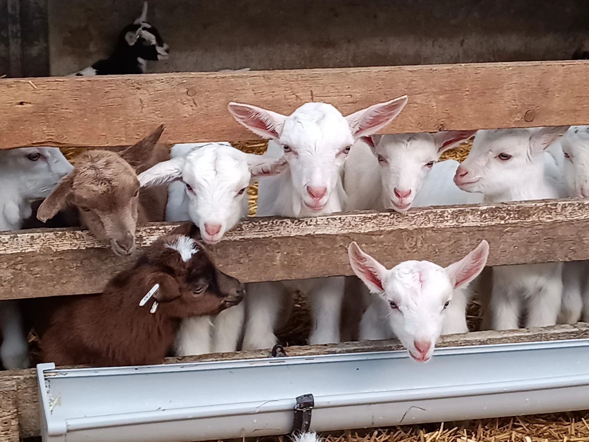 Lammetjesdag op zondag 31 mei 2026