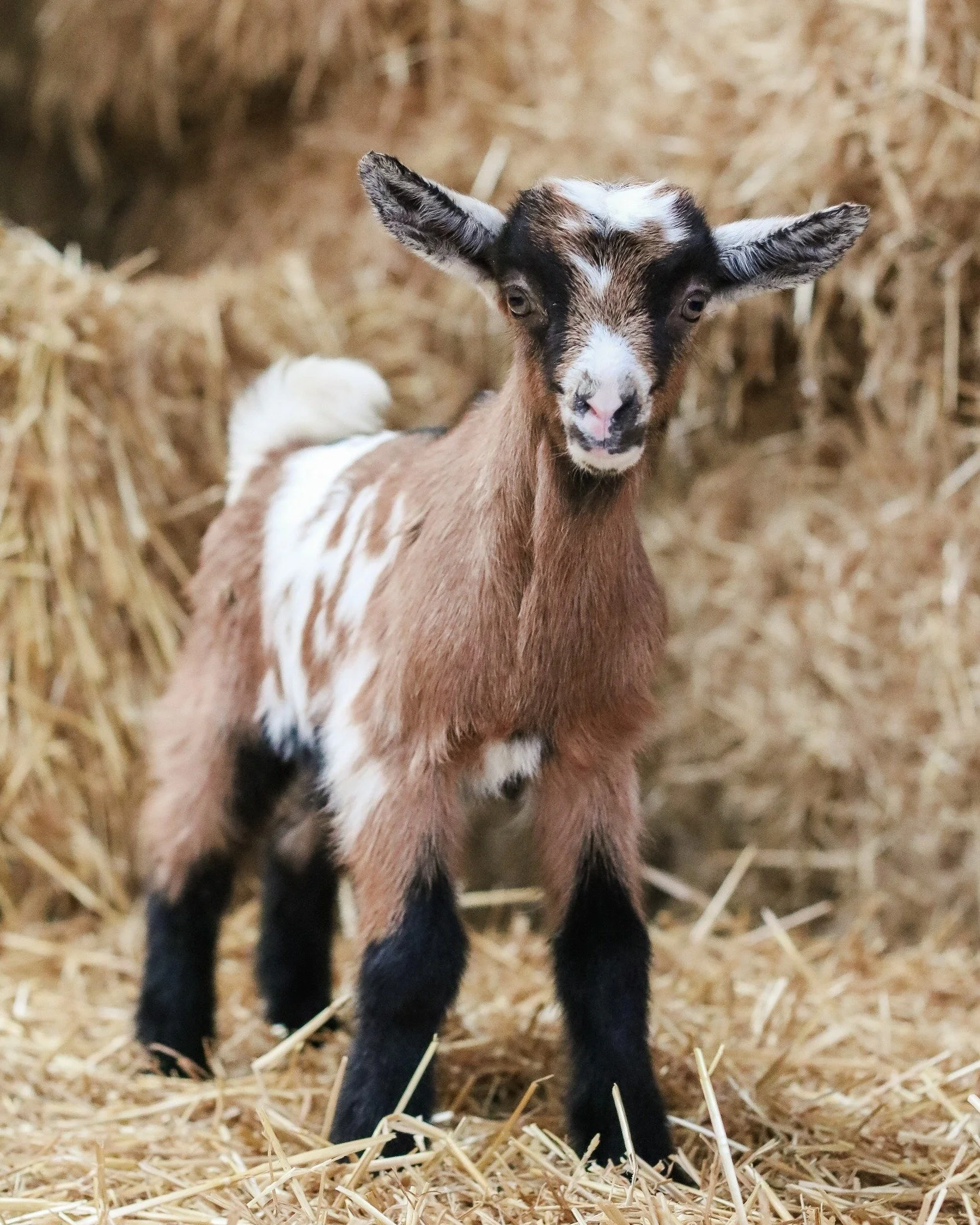 Aanstaande zondag is het zover: Lammetjesdag op de Karditsel-boerderij! 🐑☀️Tussen 13u en 18u ben je van harte welkom op onze boerderij in Lummen. 

Praktische info voor je bezoek:
🚗 Parkeren: Kom zoveel mogelijk met de fiets! Kom je toch met de aut