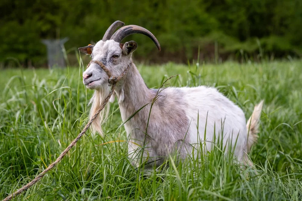 Geitenras (26 van 28).jpg