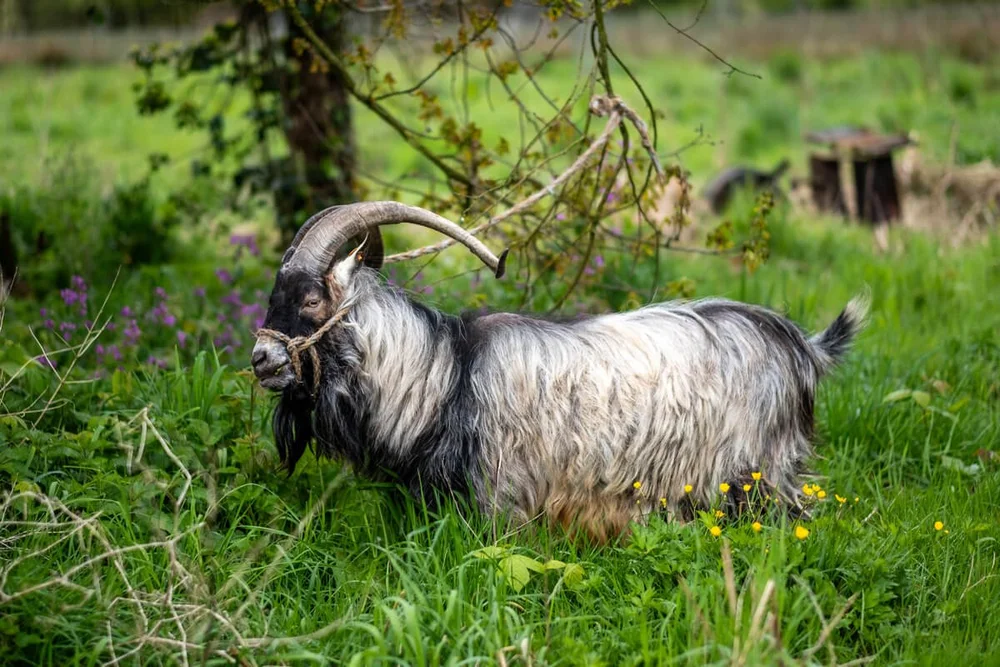 Geitenras (3 van 28).jpg