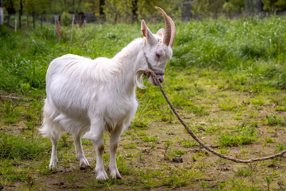 Geitenras (27 van 28).jpg