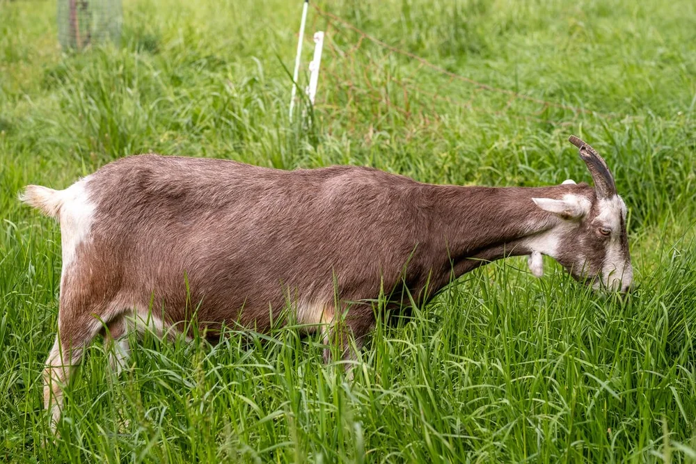 Geitenras (20 van 28).jpg