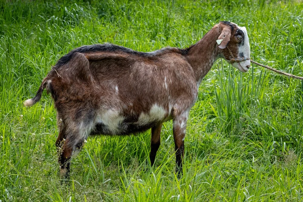 Geitenras (11 van 28).jpg