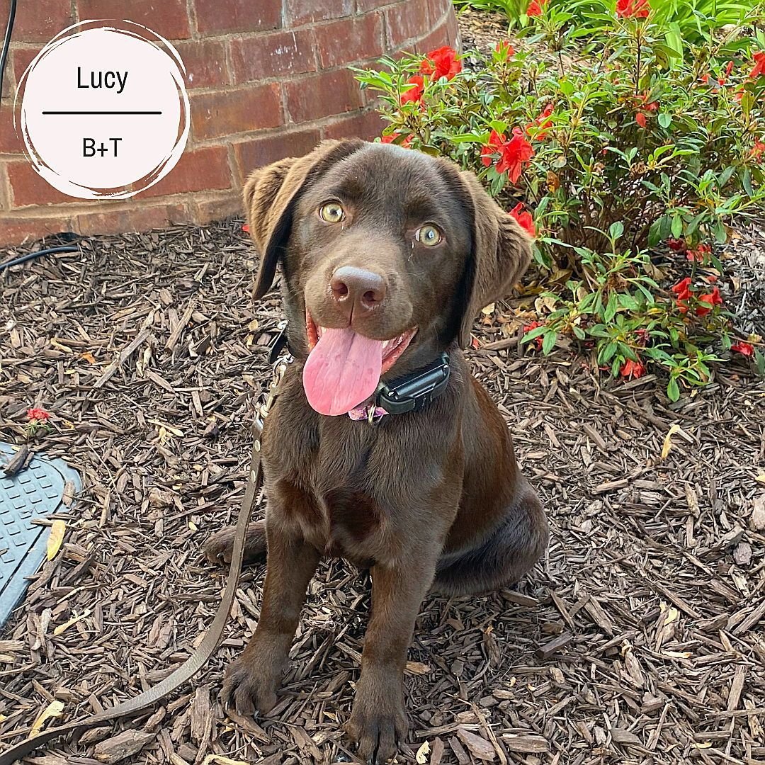 Lucy, Dexster, Dallas, Archie and Belle came in last weekend for their Board &amp; Train programs.

Lucy is working on all her on/off leash obedience, puppy biting, socialization, not jumping on people, crate training, potty training, not putting EVE