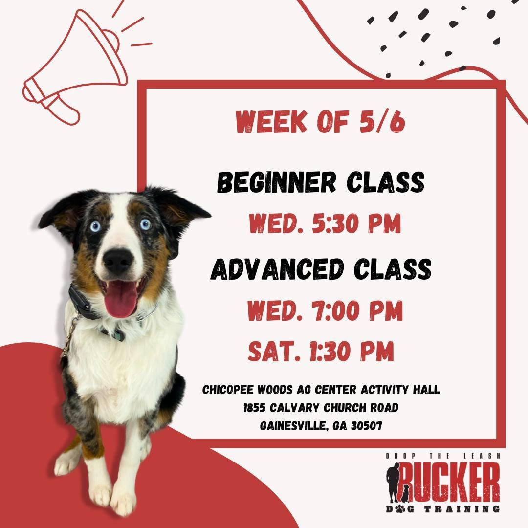 Please see this week's class schedule for Chicopee Woods Ag Center in Gainesville. This is week 4 for our Beginner class. Last week before the Beginner class test!

#ruckerdogtraining
#droptheleash #offleashtraining #offleashlife #dogtraining #obedie