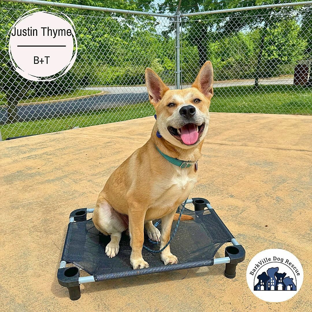 Justin, Lucy, Delilah, Fia and Foxy came in last week for their Board &amp; Train programs.

Justin is working on all his on/off leash obedience, not pulling on leash, and his overall nice manners. This sweet, happy boy loves to cuddle and will be lo