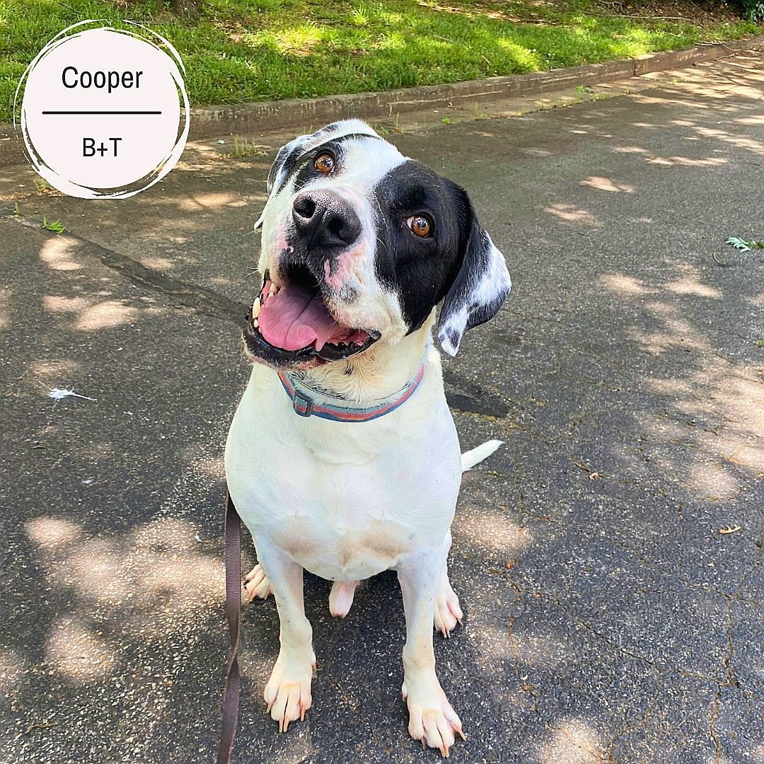 Cooper, Hank, Biscuit, Nutmeg and Cora are with us for their Board &amp; Train programs. 

Cooper is working on all his on/off leash obedience, recall, dropping/leaving something, not pulling during walks,  his prey drive towards small animals, and h