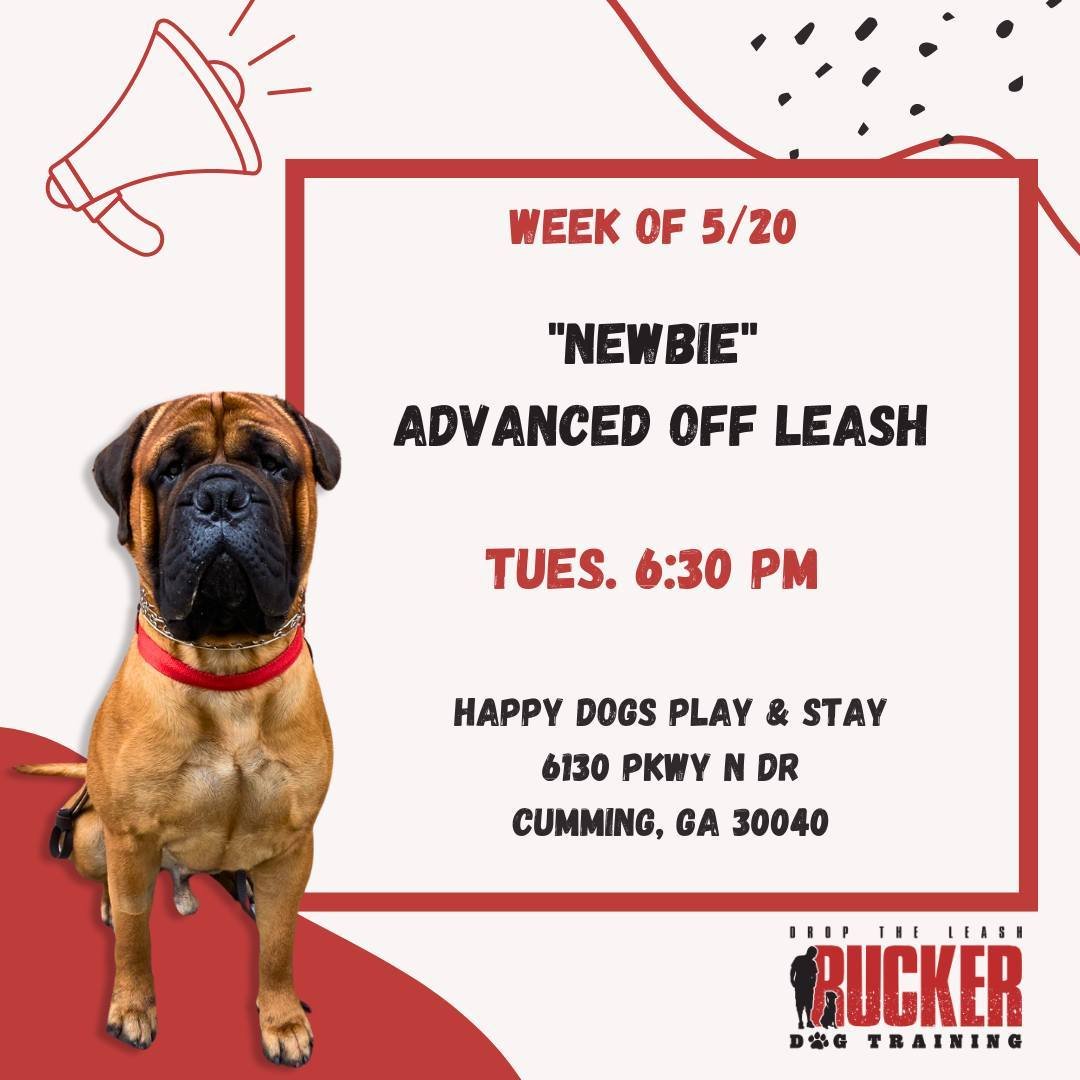 It&rsquo;s Newbie week! A warm welcome to all our newcomers joining us for Advanced class. Excited to guide you on your journey to mastering off-leash skills!

 We will see all our current advanced pups back the wee of June 3rd. Enjoy your break!

#r
